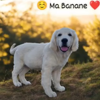 BANANE De La Villa Des Truffes D'or
