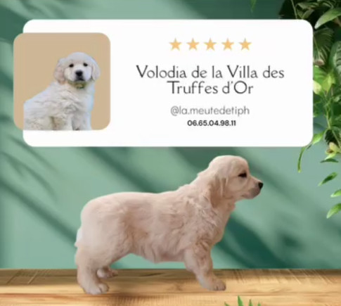VOLODIA De La Villa Des Truffes D'or